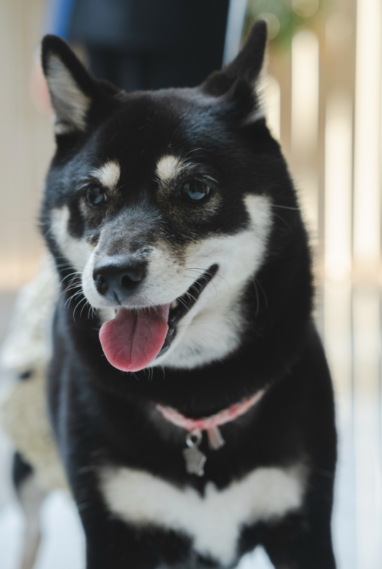 ファミリーワン!フォトウェディング♪